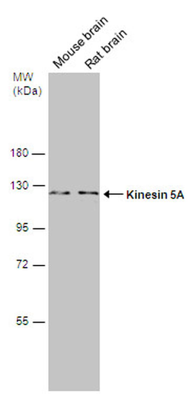 Kinesin 5A Antibody in Western Blot (WB)