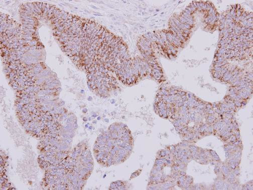 Monoamine Oxidase B Antibody in Immunohistochemistry (Paraffin) (IHC (P))