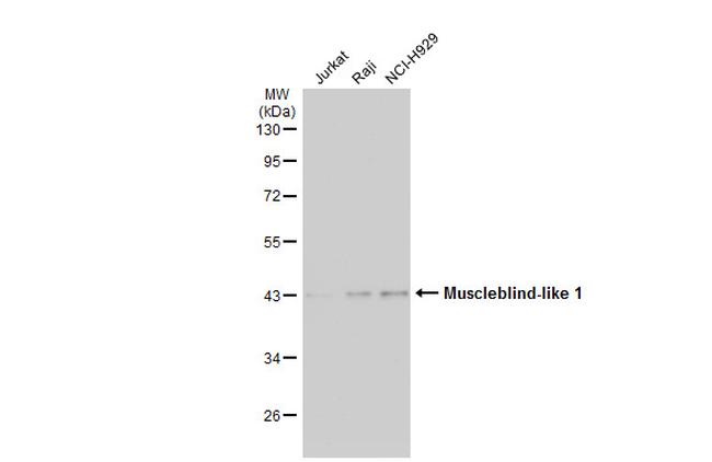 MBNL1 Antibody in Western Blot (WB)