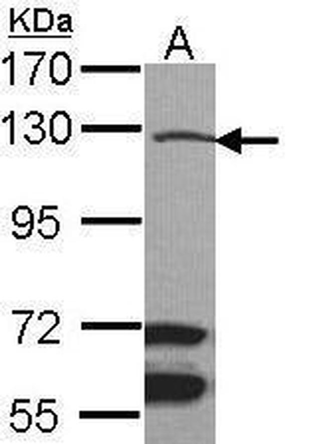 MLK1 Antibody in Western Blot (WB)