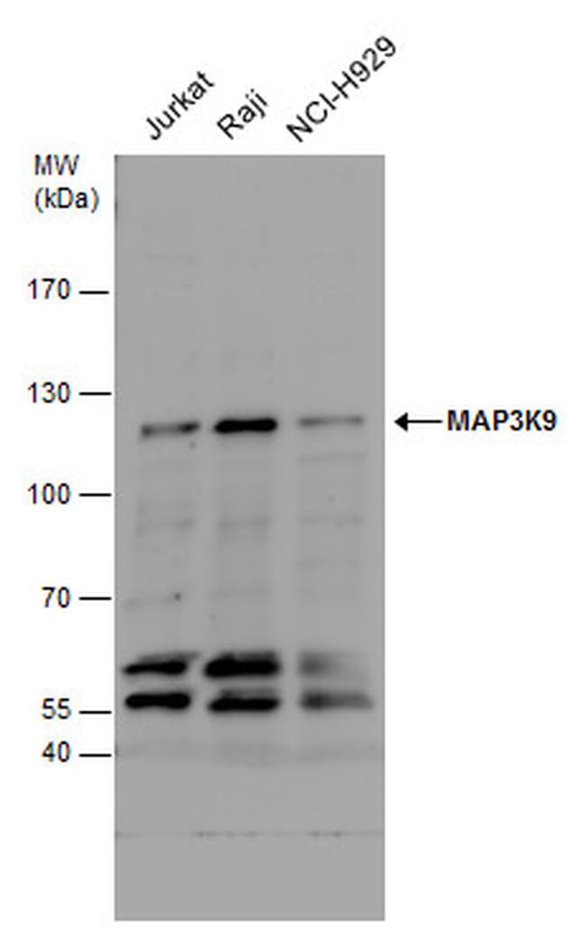 MLK1 Antibody in Western Blot (WB)