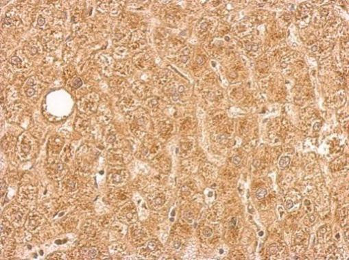 SERPINA5 Antibody in Immunohistochemistry (Paraffin) (IHC (P))