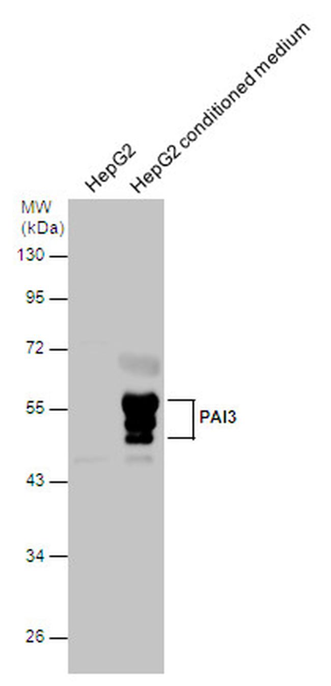 SERPINA5 Antibody in Western Blot (WB)