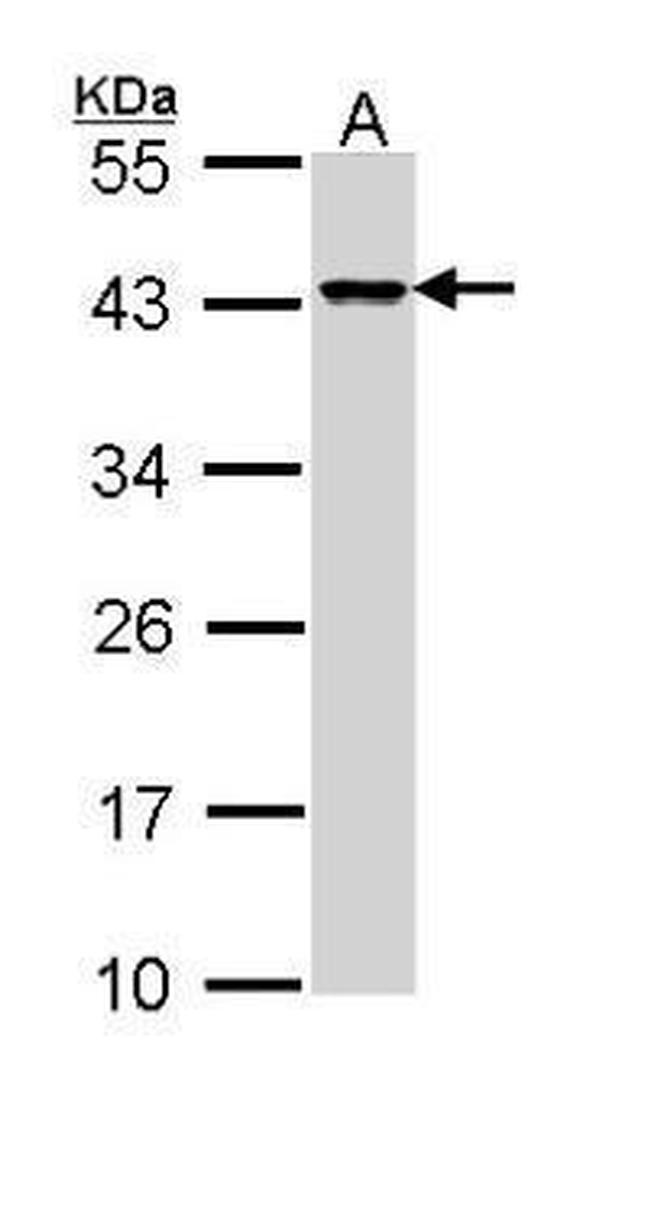 DAP3 Antibody in Western Blot (WB)