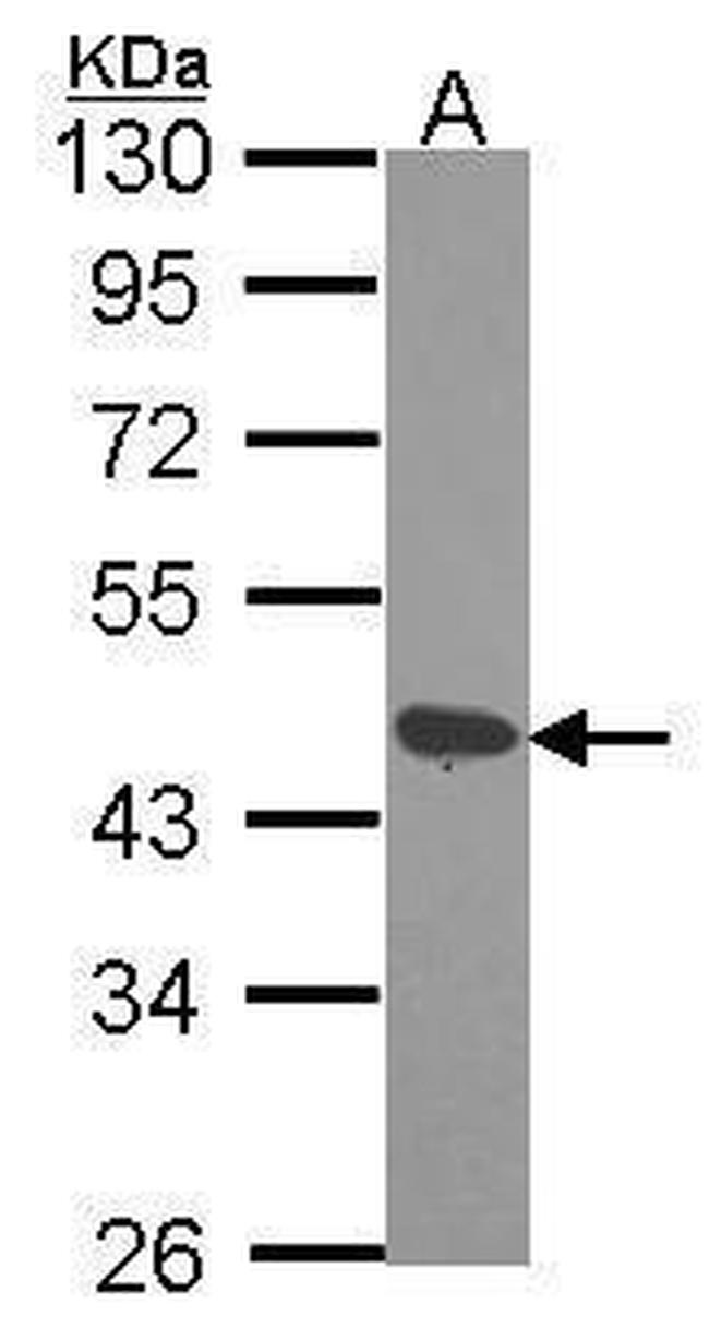 DAP3 Antibody in Western Blot (WB)