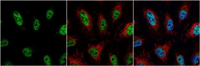 JAB1 Antibody in Immunocytochemistry (ICC/IF)