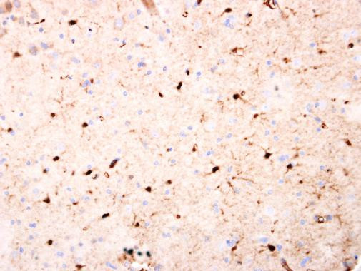 JAB1 Antibody in Immunohistochemistry (Paraffin) (IHC (P))