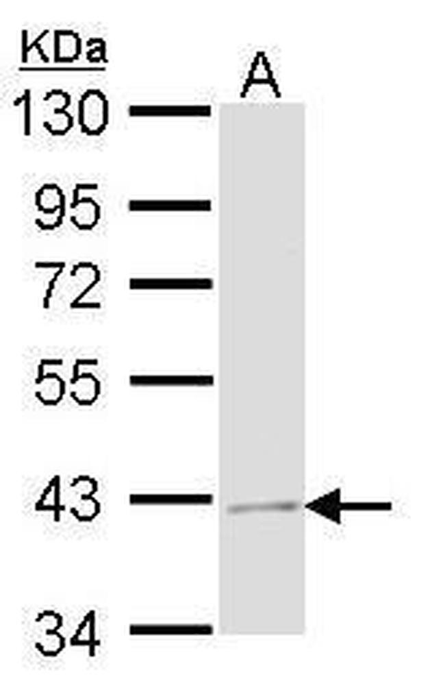 JAB1 Antibody in Western Blot (WB)