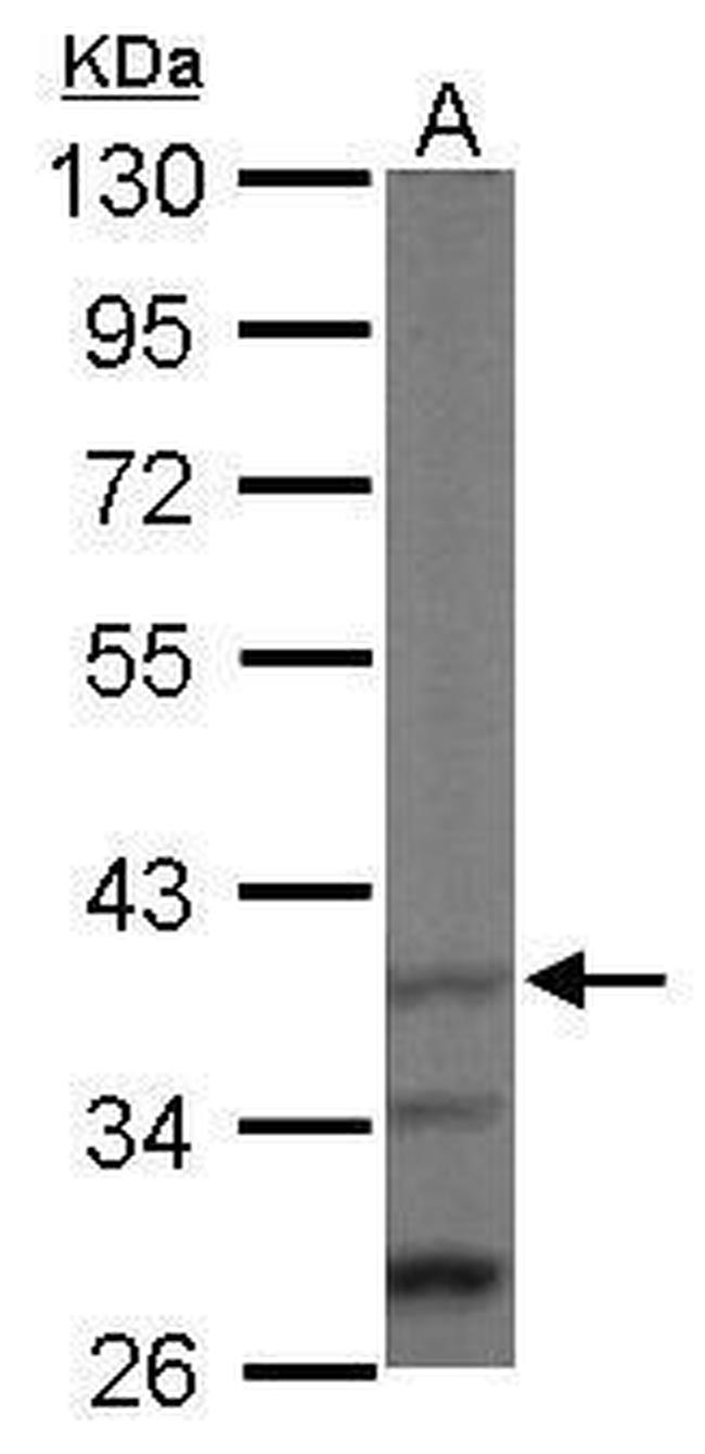 JAB1 Antibody in Western Blot (WB)