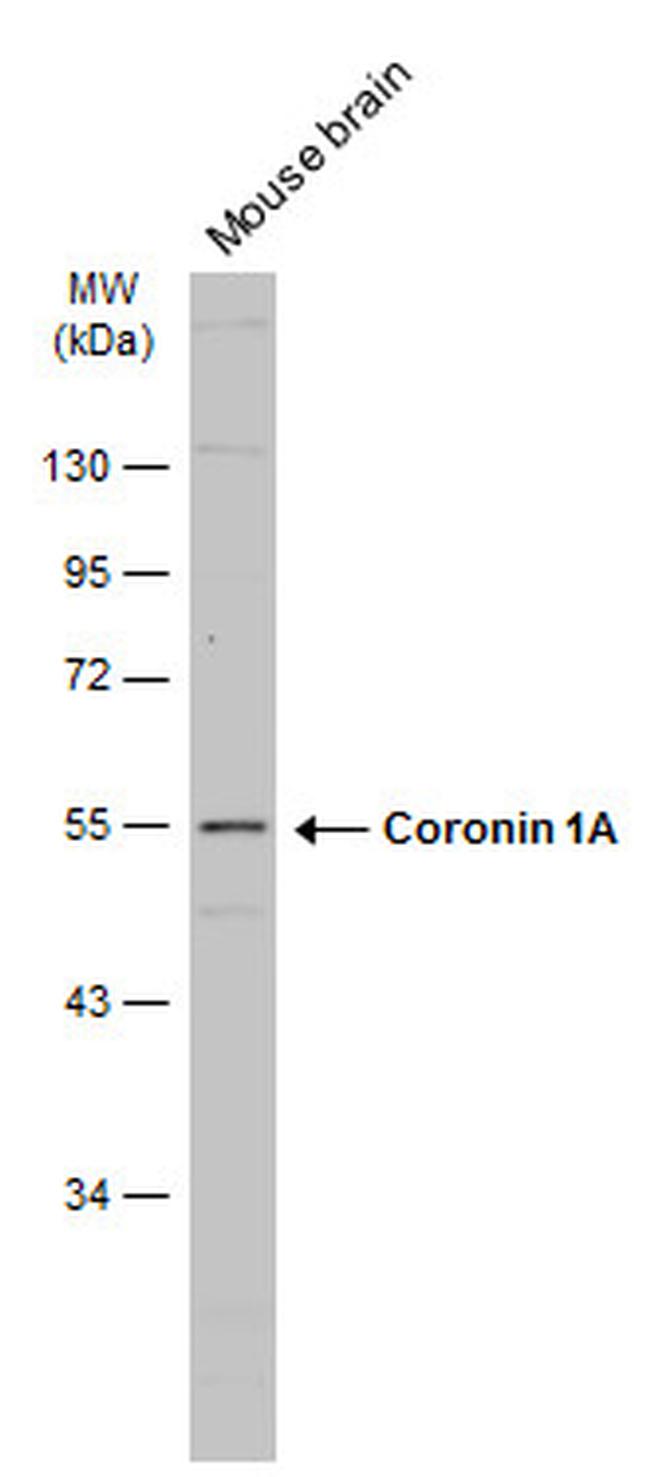 Coronin 1A Antibody in Western Blot (WB)