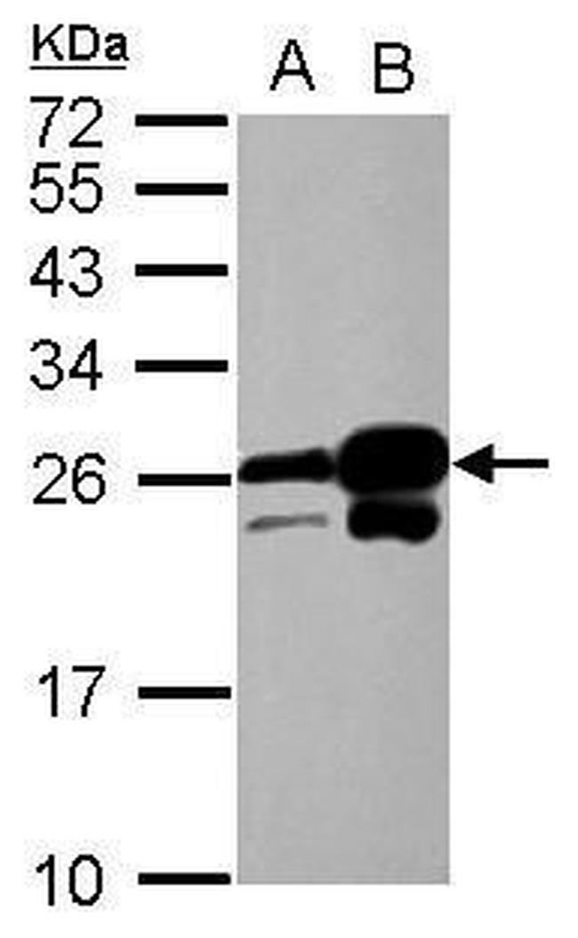 HP1 alpha Antibody in Western Blot (WB)