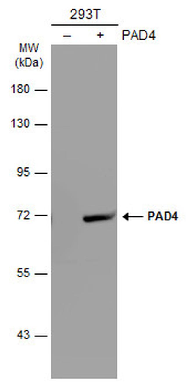 PADI4 Antibody in Western Blot (WB)