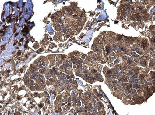 BACE2 Antibody in Immunohistochemistry (Paraffin) (IHC (P))