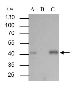 BMI-1 Antibody in Immunoprecipitation (IP)