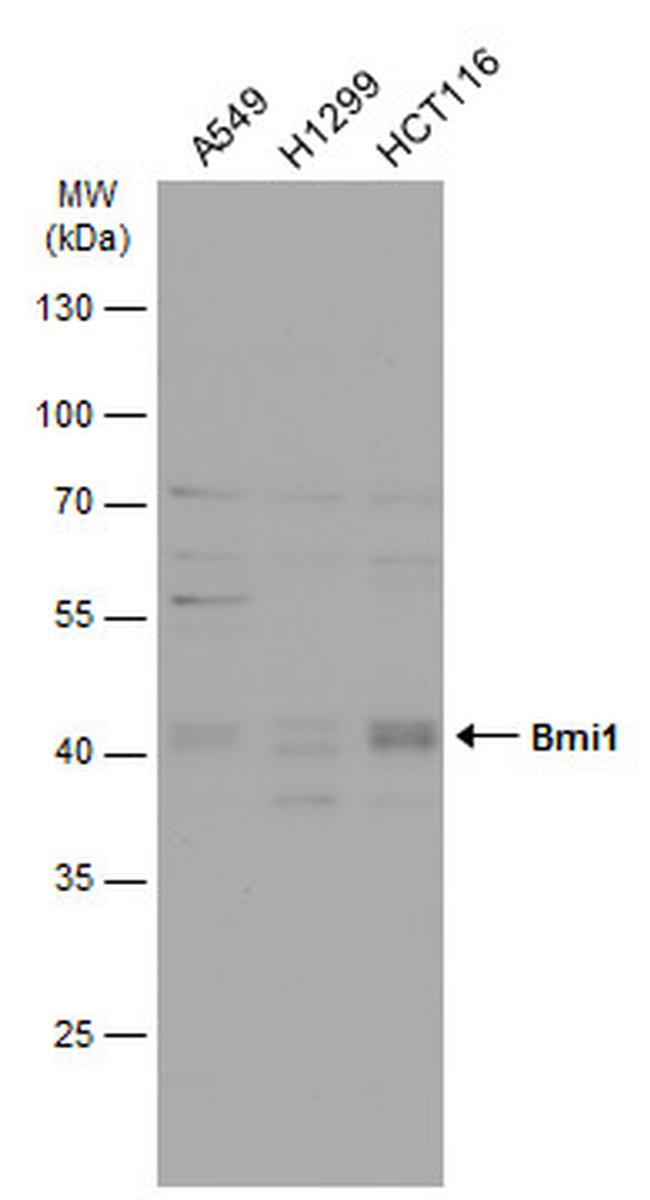 BMI-1 Antibody in Western Blot (WB)