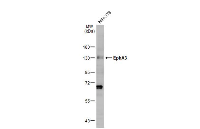 EphA3 Antibody in Western Blot (WB)