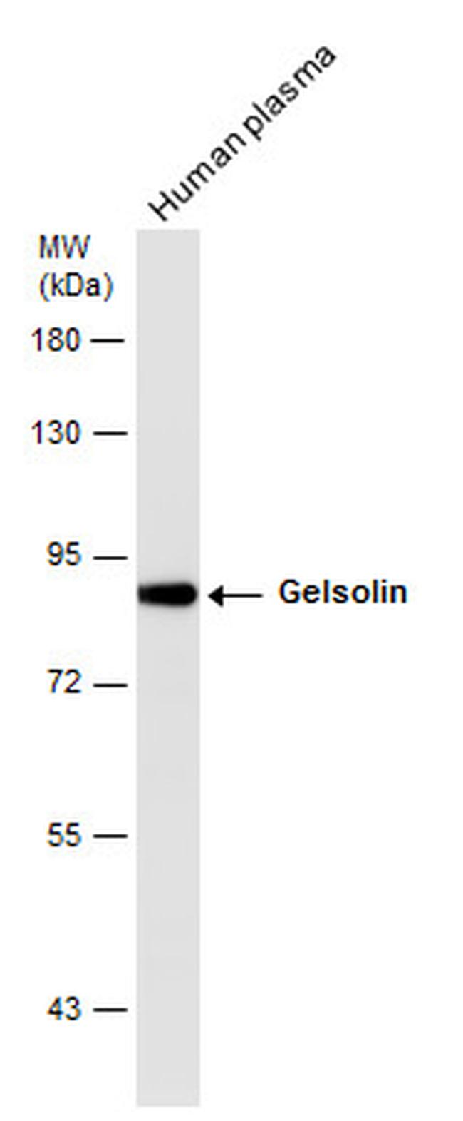 Gelsolin Antibody in Western Blot (WB)