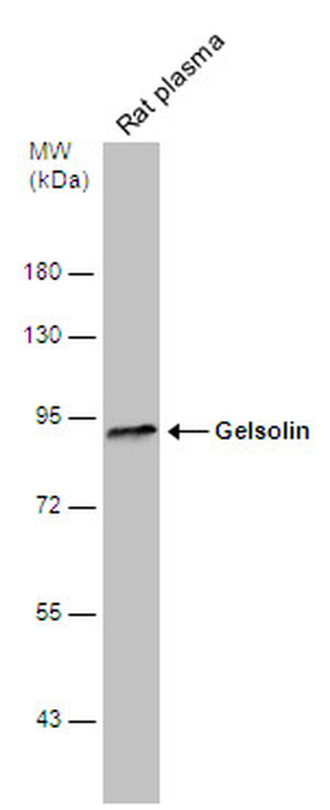 Gelsolin Antibody in Western Blot (WB)