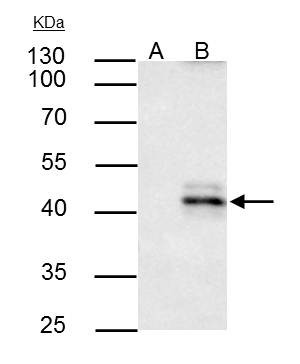 HLA-A Antibody in Immunoprecipitation (IP)