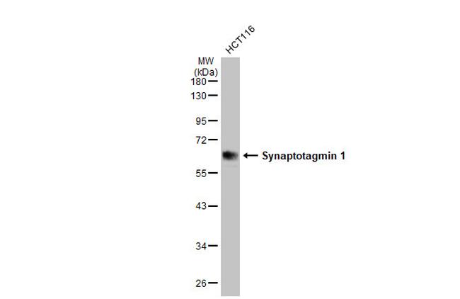 Synaptotagmin 1 Antibody in Western Blot (WB)