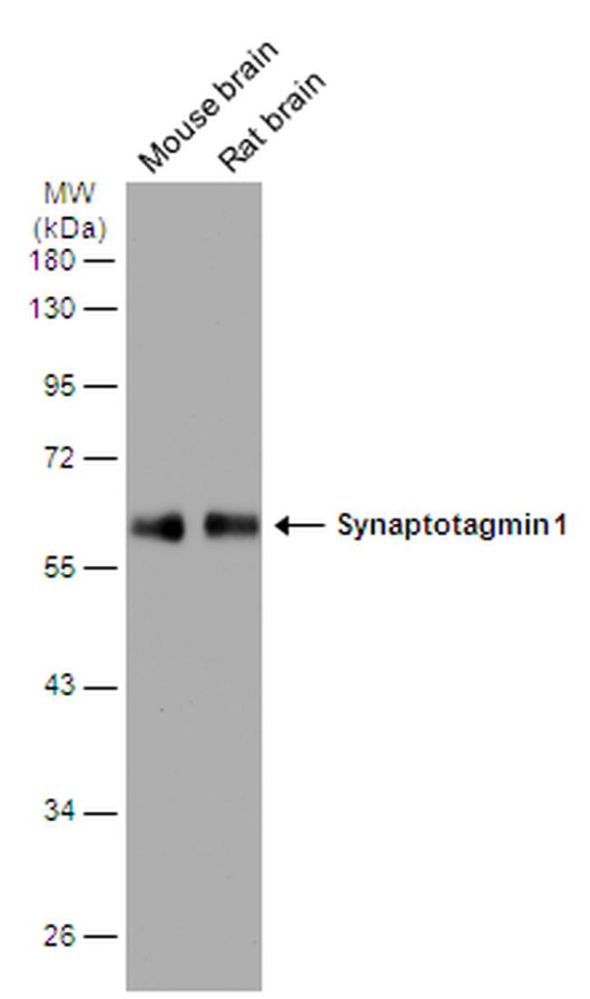 Synaptotagmin 1 Antibody in Western Blot (WB)