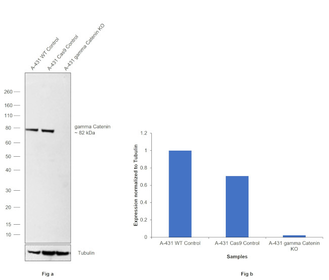 gamma Catenin Antibody in Western Blot (WB)