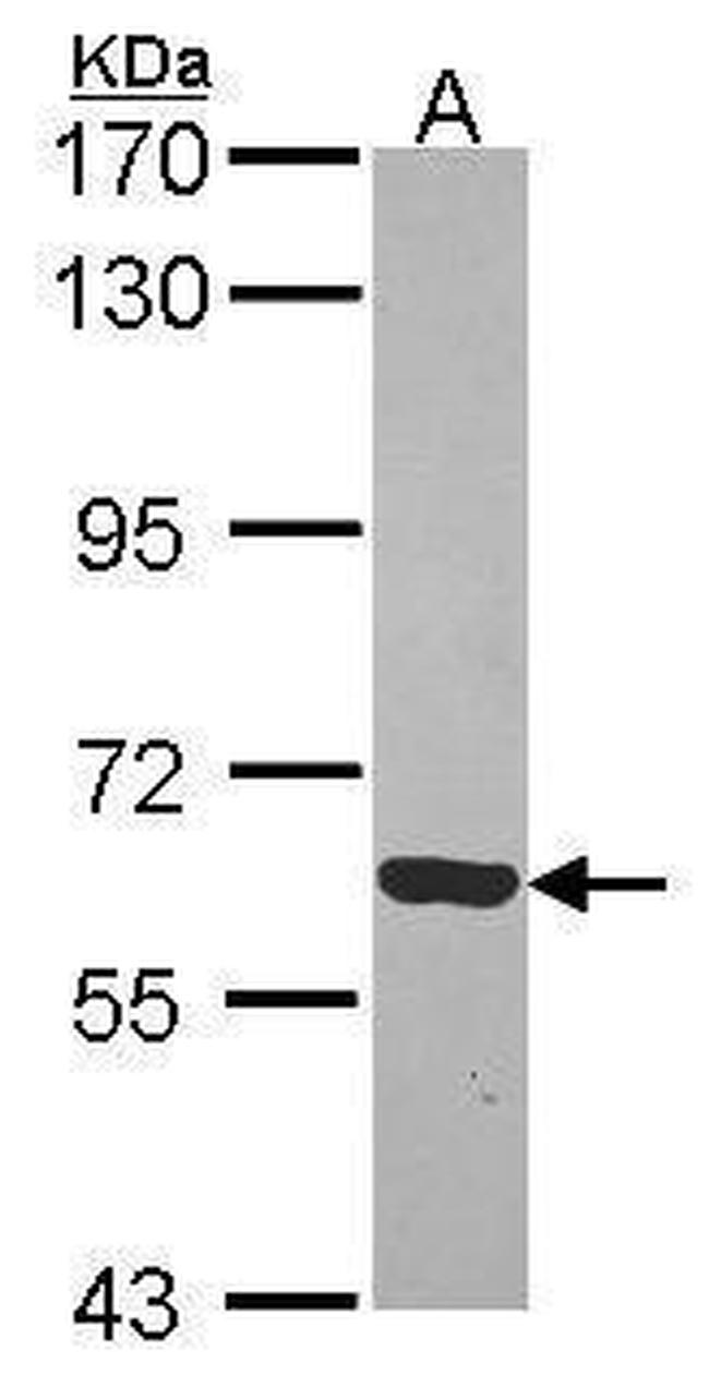 Rhotekin Antibody in Western Blot (WB)