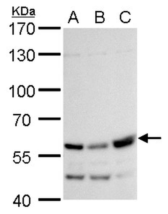 Rhotekin Antibody in Western Blot (WB)