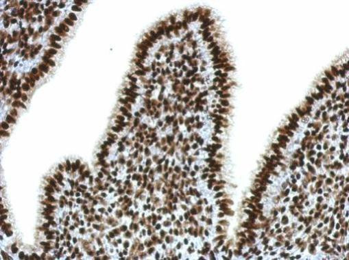 SFPQ Antibody in Immunohistochemistry (Paraffin) (IHC (P))