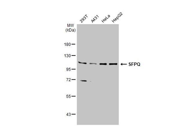 SFPQ Antibody in Western Blot (WB)