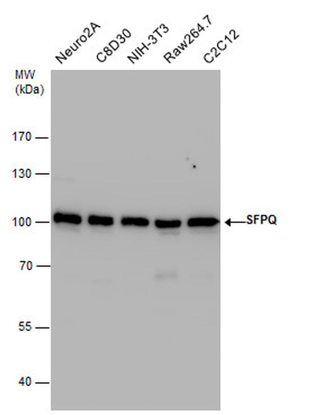 SFPQ Antibody in Western Blot (WB)