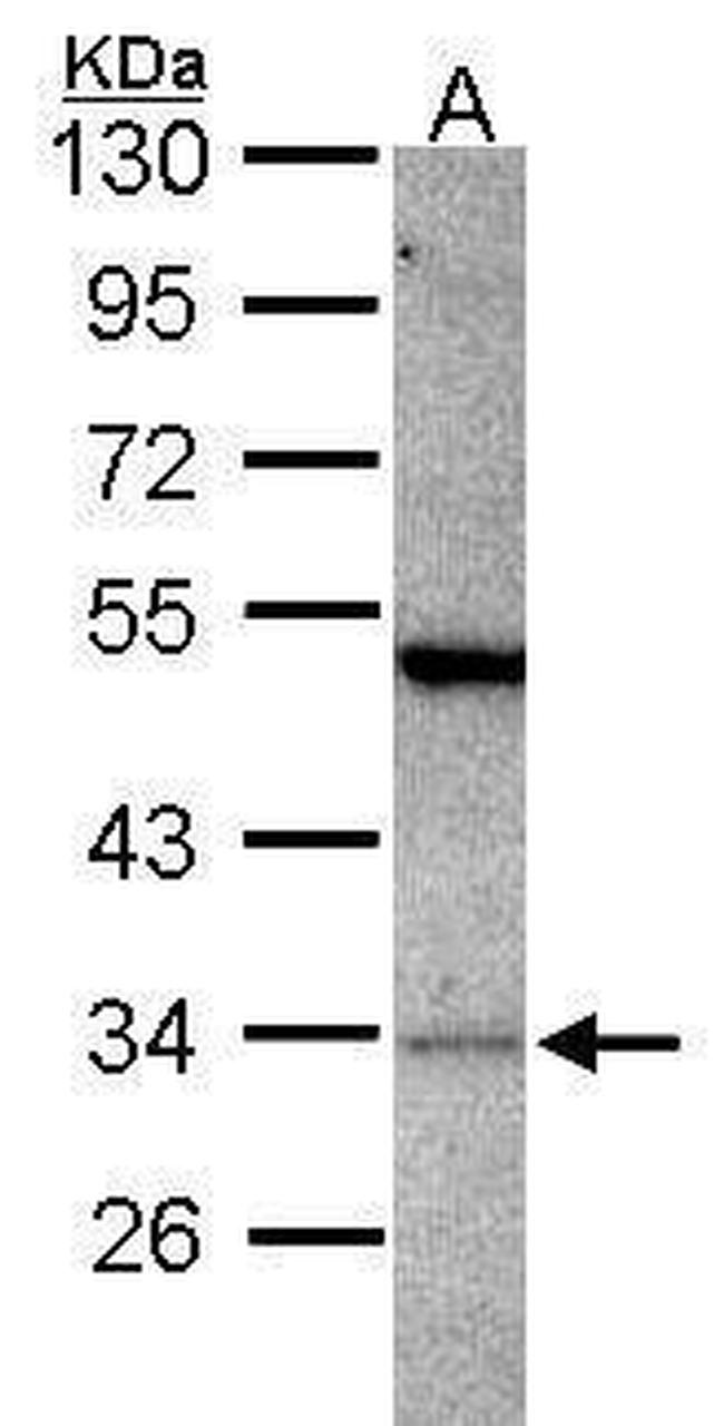 PACT Antibody in Western Blot (WB)