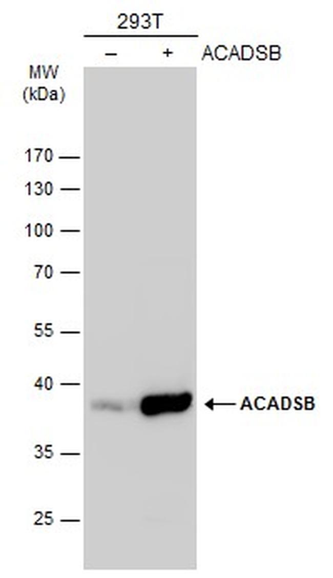 SBCAD Antibody in Western Blot (WB)