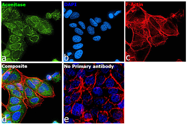 Aconitase 2 Antibody in Immunocytochemistry (ICC/IF)