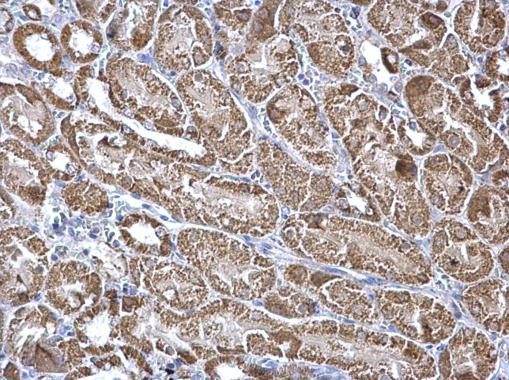 Aconitase 2 Antibody in Immunohistochemistry (Paraffin) (IHC (P))