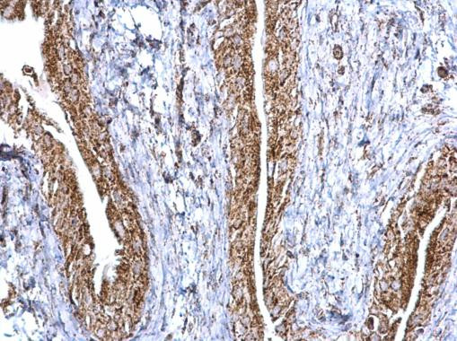 Aconitase 2 Antibody in Immunohistochemistry (Paraffin) (IHC (P))