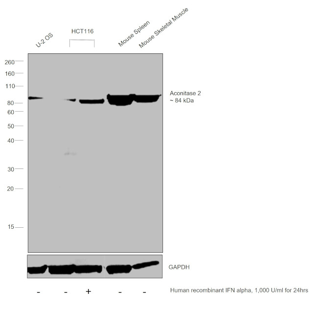 Aconitase 2 Antibody