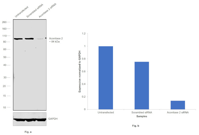 Aconitase 2 Antibody in Western Blot (WB)