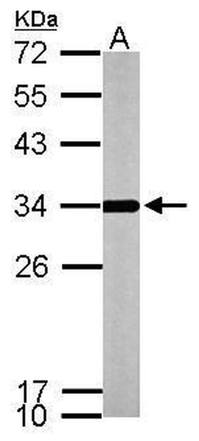 ATP Synthase gamma Antibody in Western Blot (WB)