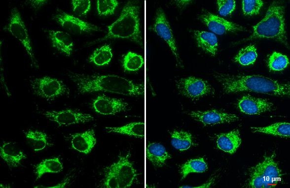 COX4 Antibody in Immunocytochemistry (ICC/IF)