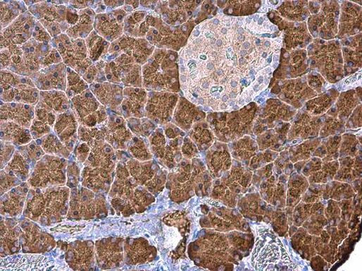 Carboxypeptidase B1 Antibody in Immunohistochemistry (Paraffin) (IHC (P))