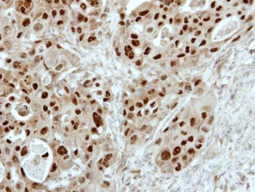 E2F6 Antibody in Immunohistochemistry (Paraffin) (IHC (P))