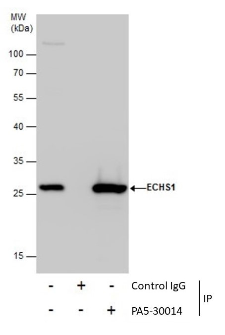 ECHS1 Antibody in Immunoprecipitation (IP)