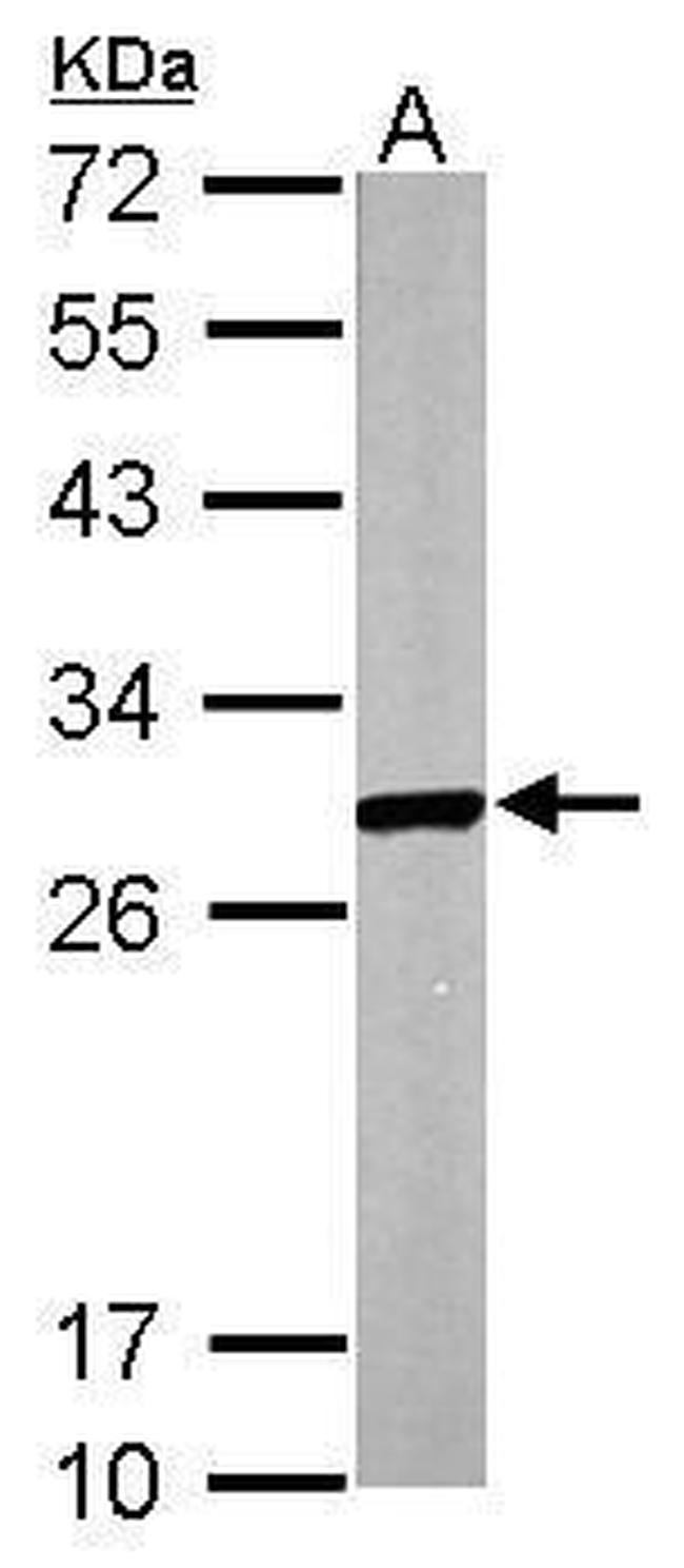 ECHS1 Antibody in Western Blot (WB)