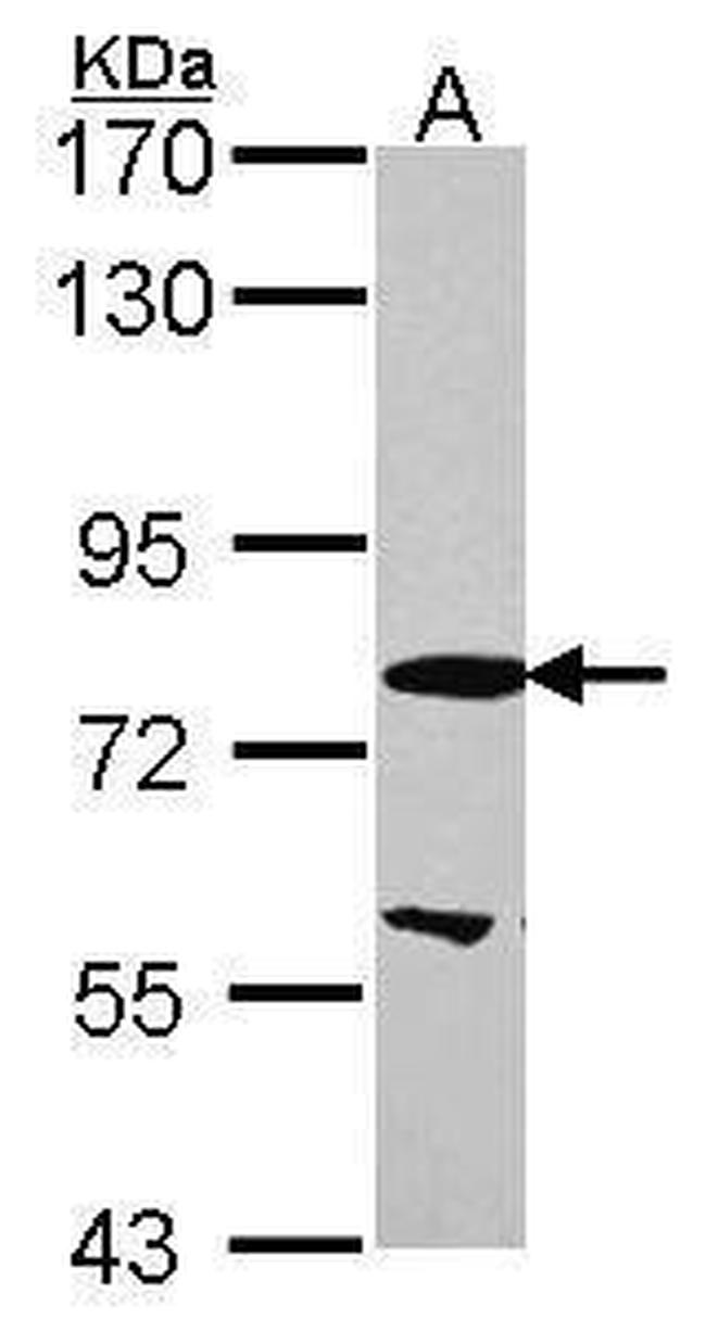 EML1 Antibody in Western Blot (WB)