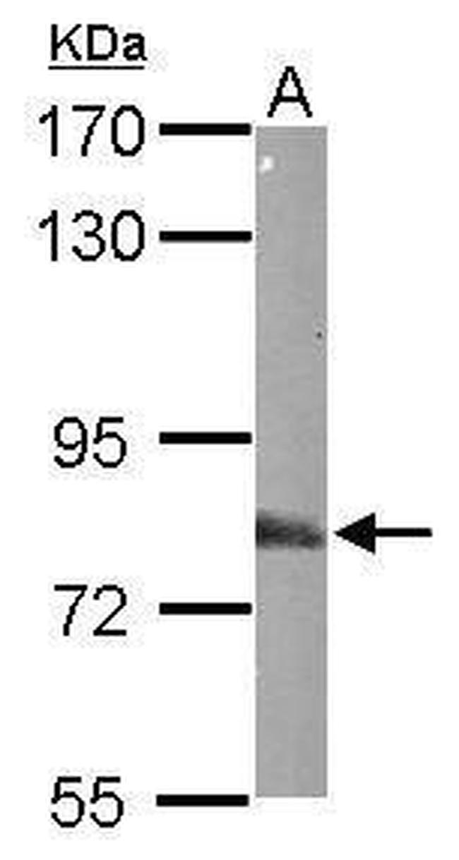 EML1 Antibody in Western Blot (WB)