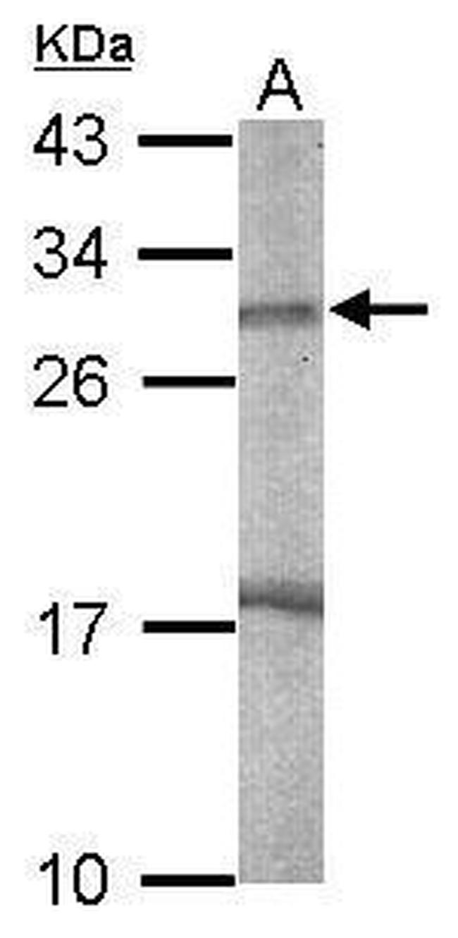 ENDOG Antibody in Western Blot (WB)