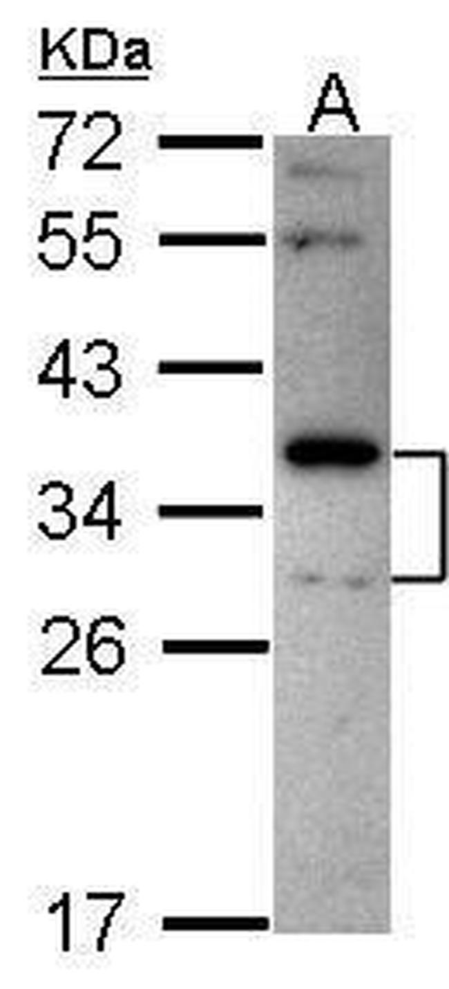 Stomatin Antibody in Western Blot (WB)