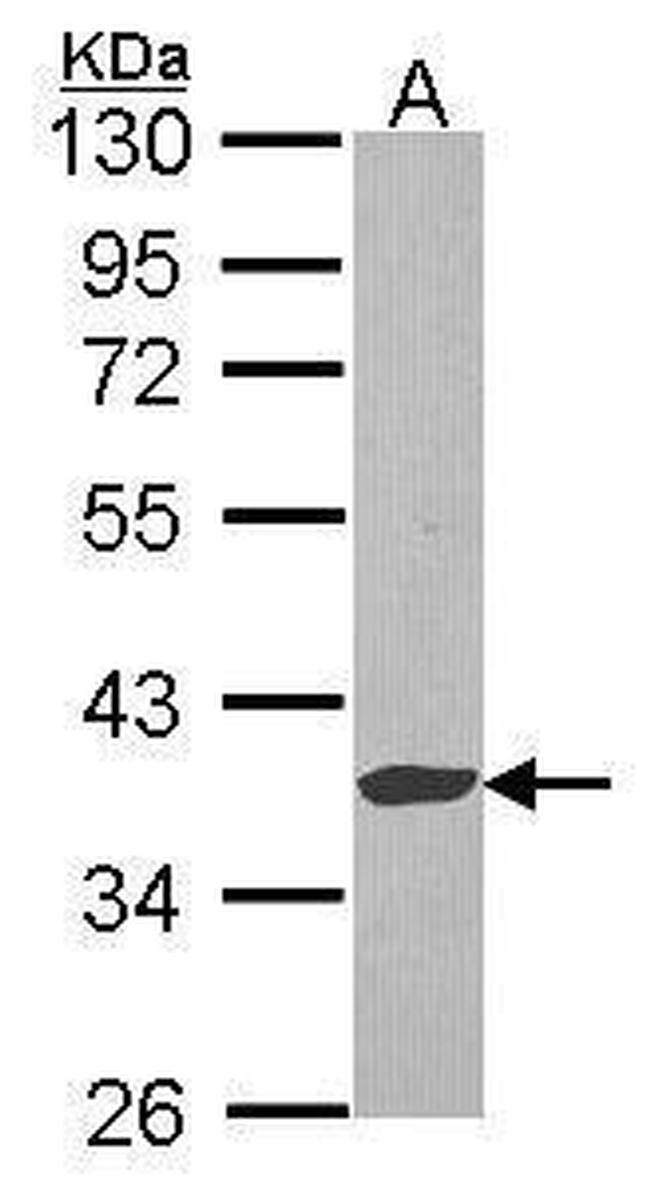 EXTL2 Antibody in Western Blot (WB)