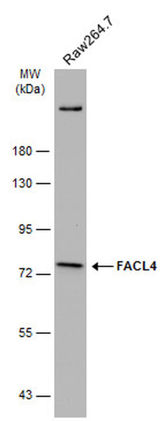 ACSL4 Antibody in Western Blot (WB)